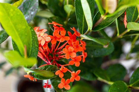 ixona|Care Of Ixora Plant: How To Grow Ixora Shrubs